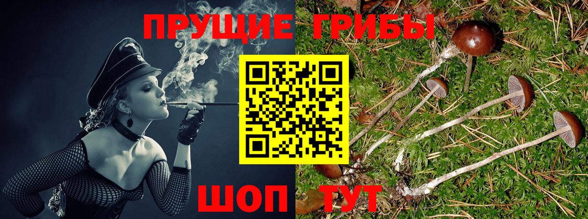 Балашиха  Галлюциногенные грибы Cubensis  Вход с VPN 